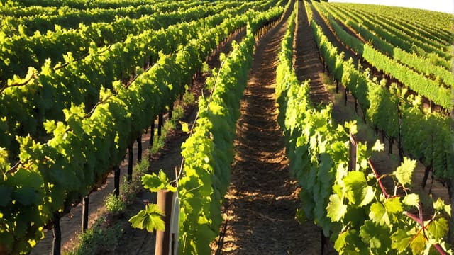 How Many Bottles Of Wine Per Acre