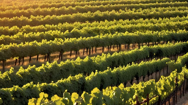 Where Does The Best Wine Come From