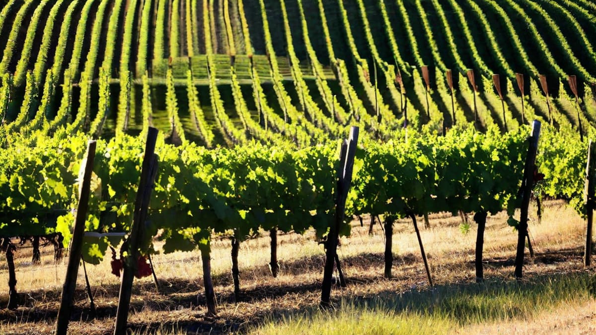 Can You Buy Wine On Sundays In Texas