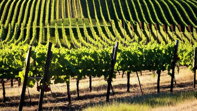 Can You Buy Wine On Sundays In Texas