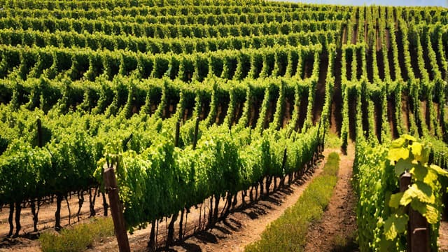 What Happened To Algerian Wine