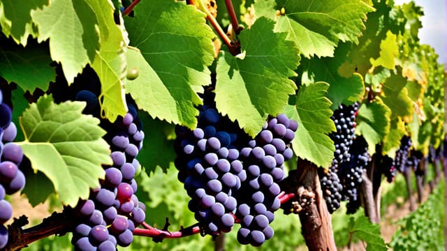 Grap Wine
