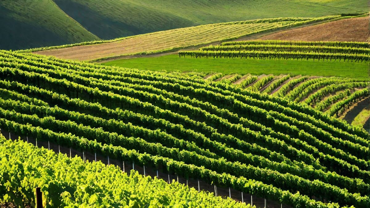 Where Is Wine Country In Oregon