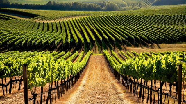 Can U Drink Wine On Antibiotics