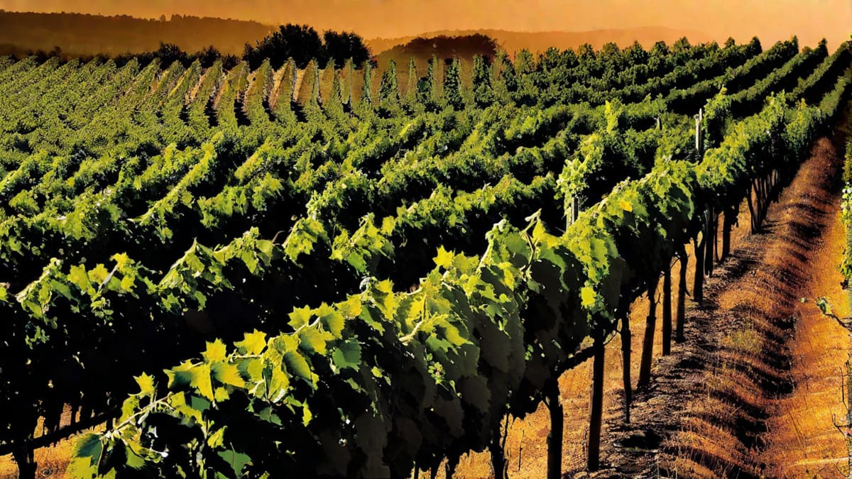 Is Pinot Noir A Red Or White Wine