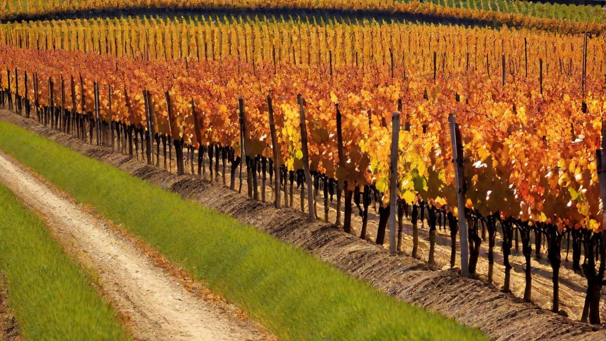 Can You Bring Wine Into Canada