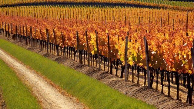 Can You Bring Wine Into Canada