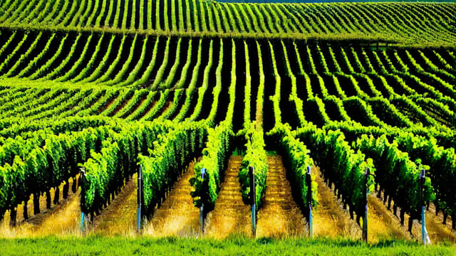 Brewing Wine
