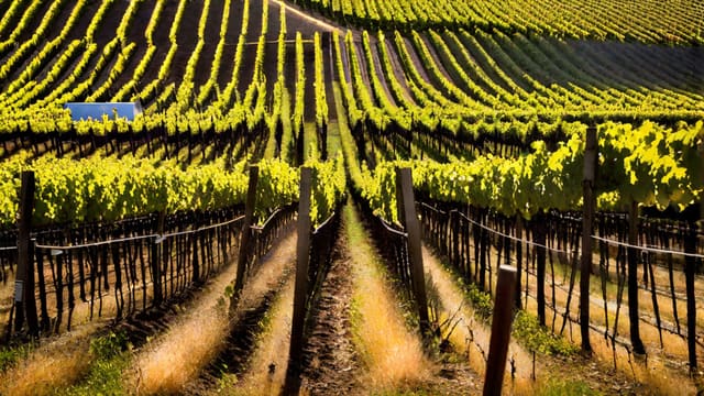 Uc Davis Winemaking