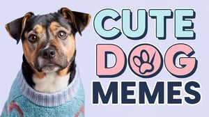 20 Hilarious Cute Dog Memes That Will Make You Smile – Puppers Place