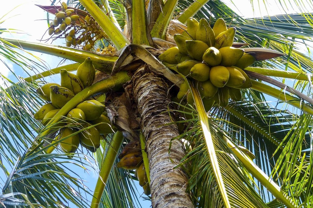 coconut palm tree