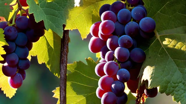 How Many Grapes Are In A Bottle Of Wine
