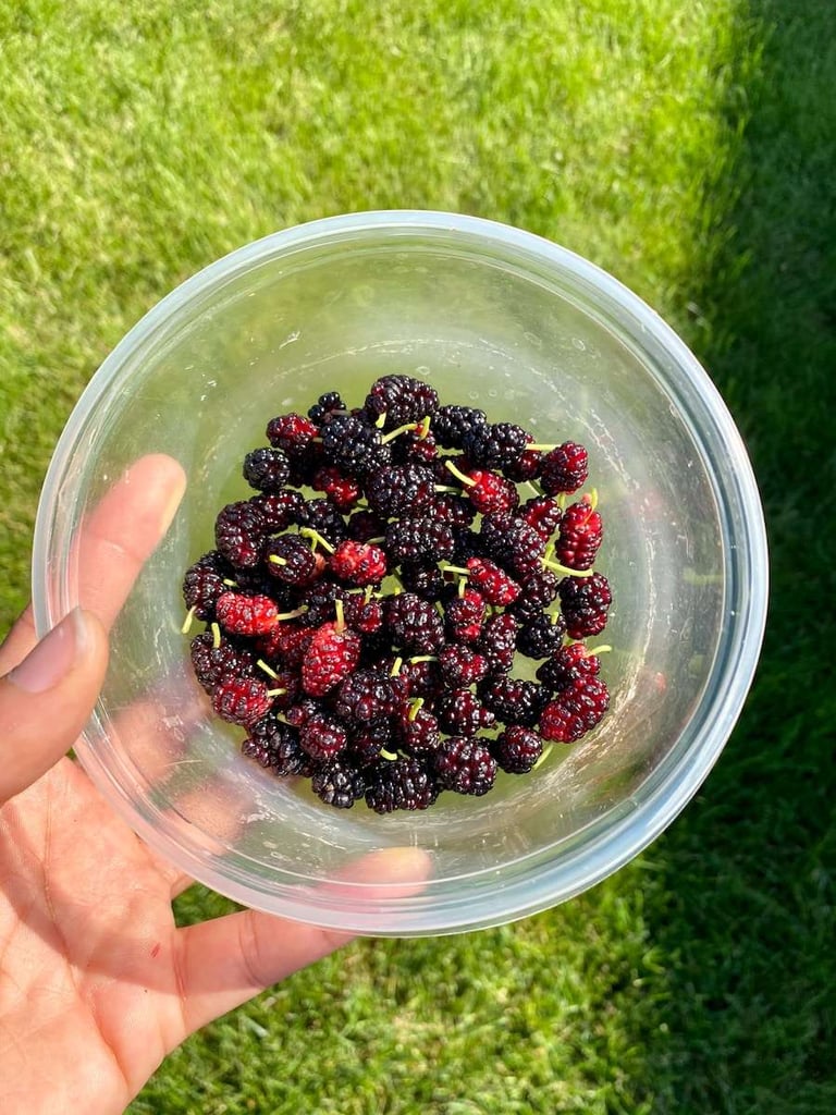 mulberry wine recipe
