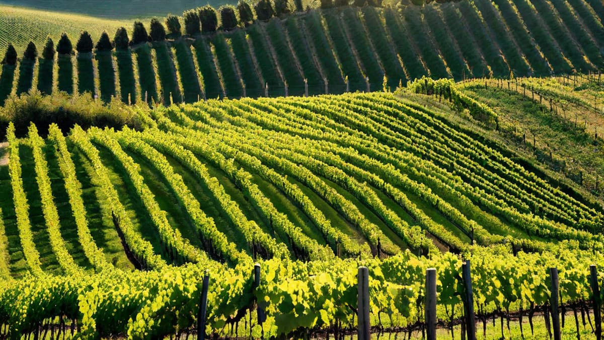 Where Is Wine Country In Italy