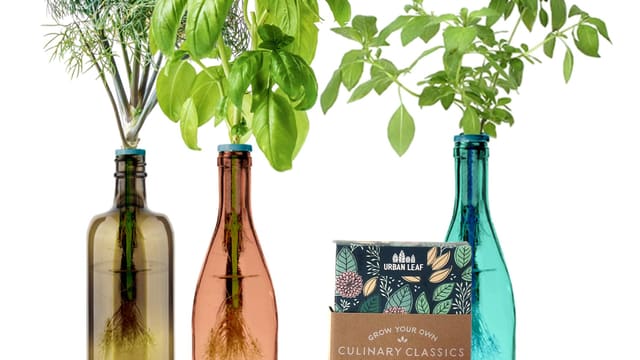 Wine Bottle Garden Kit