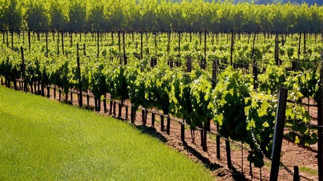 How Long Does It Take To Grow Grapes For Wine