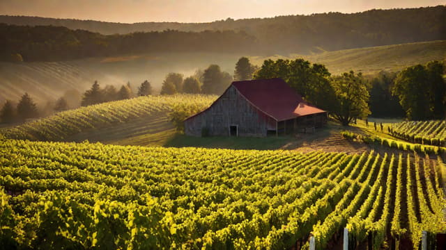 Do They Still Make Boones Farm Wine