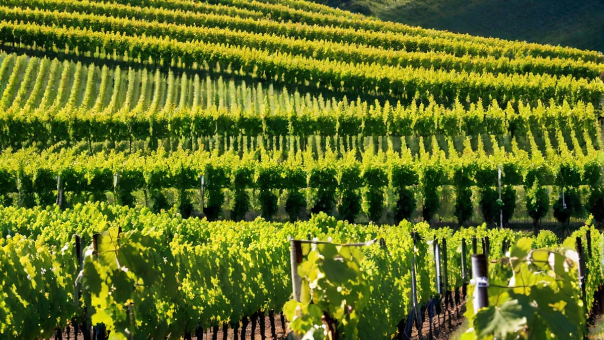 How To Start My Own Wine Brand