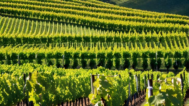 How To Start My Own Wine Brand