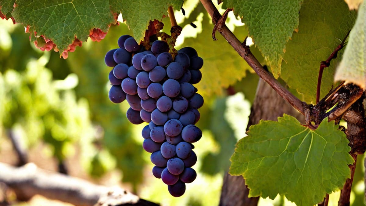 Is Grenache Wine Sweet