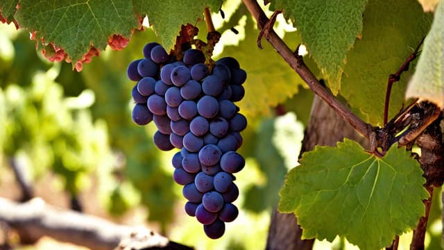 Is Grenache Wine Sweet