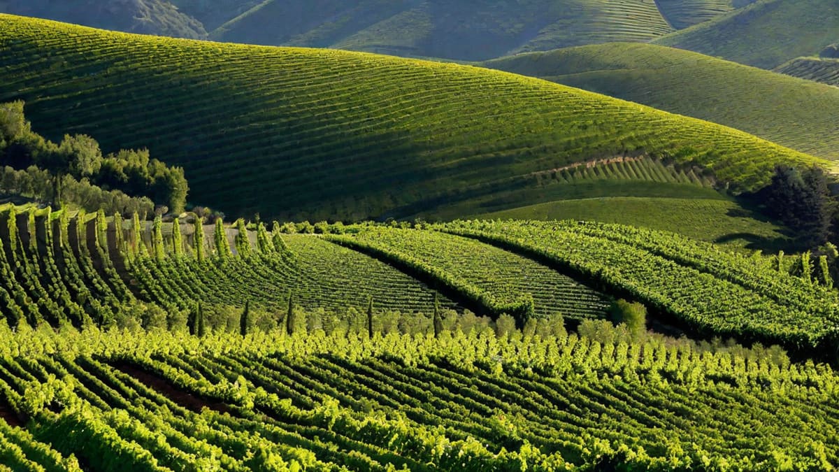 Where Is Wine Country