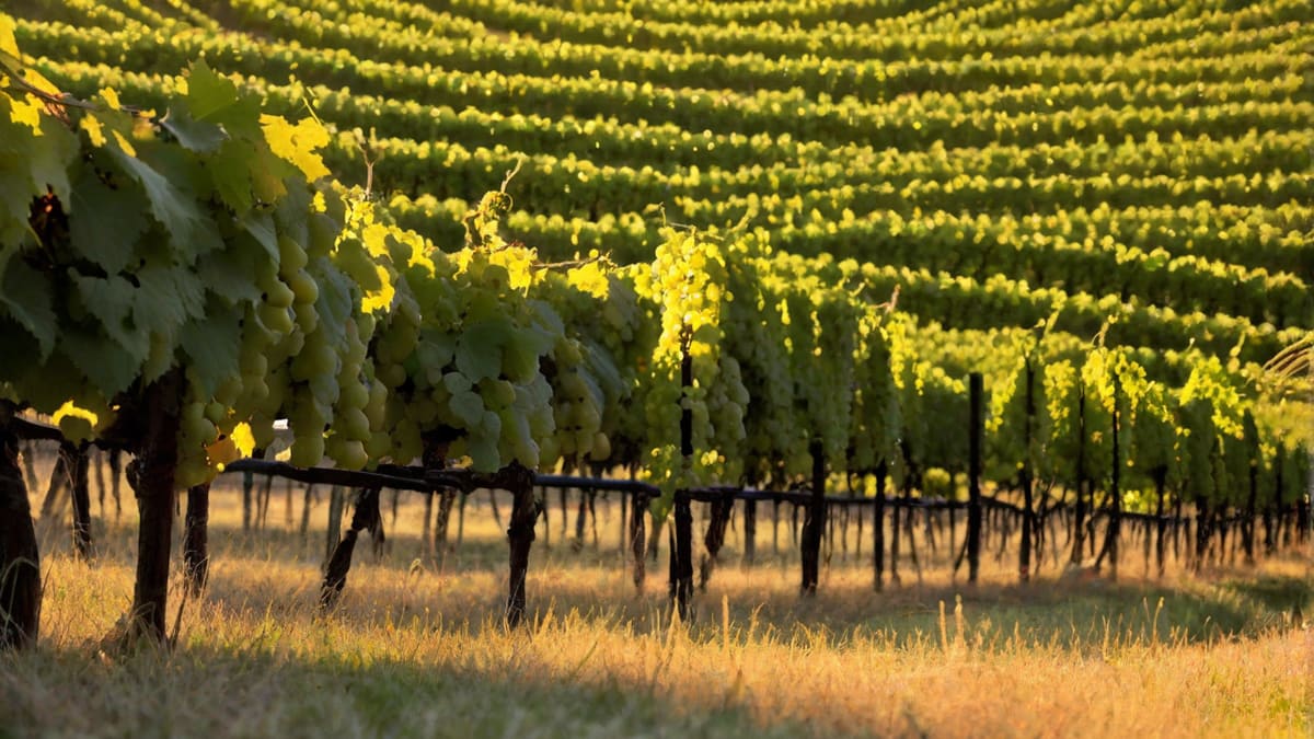 Do You Need A Liquor License To Sell Wine