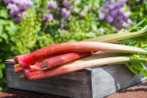 rhubarb wine recipe