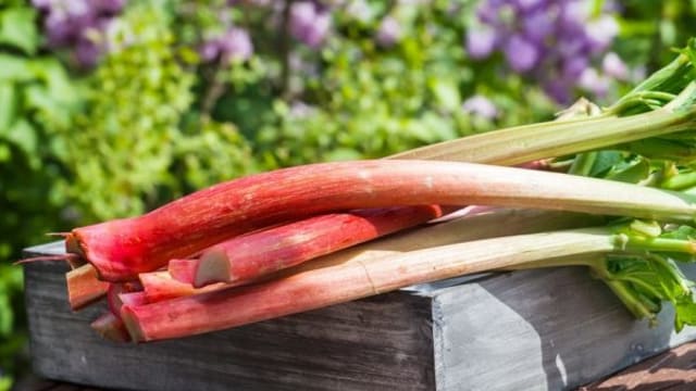 rhubarb wine recipe