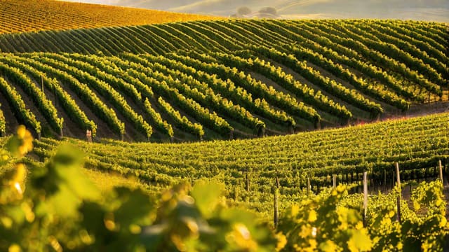 What Is A White Burgundy Wine