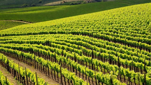 Is Riesling A Dry Wine