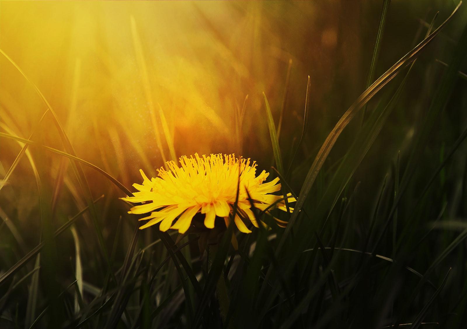 dandelions for wine