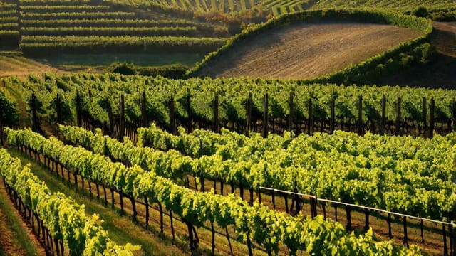 Is Stella Rosa Real Wine