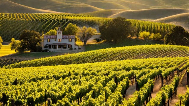 What Wine Is Paso Robles Known For