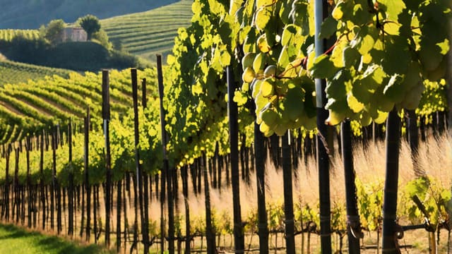 Where Does Prosecco Come From