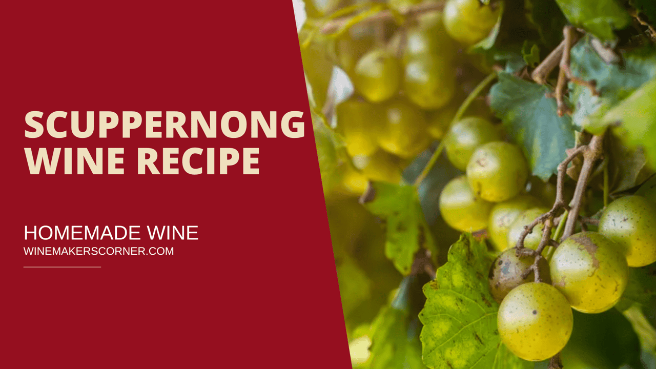 scuppernong wine recipe