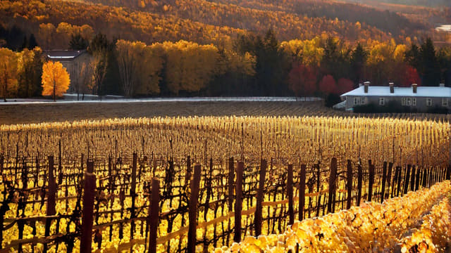What Is Ice Wine Canada