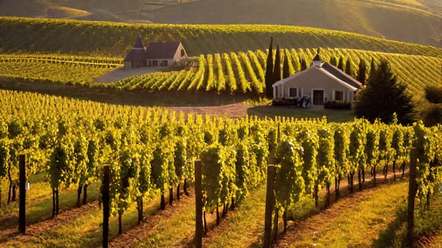 Where Can I Buy Surely Wine