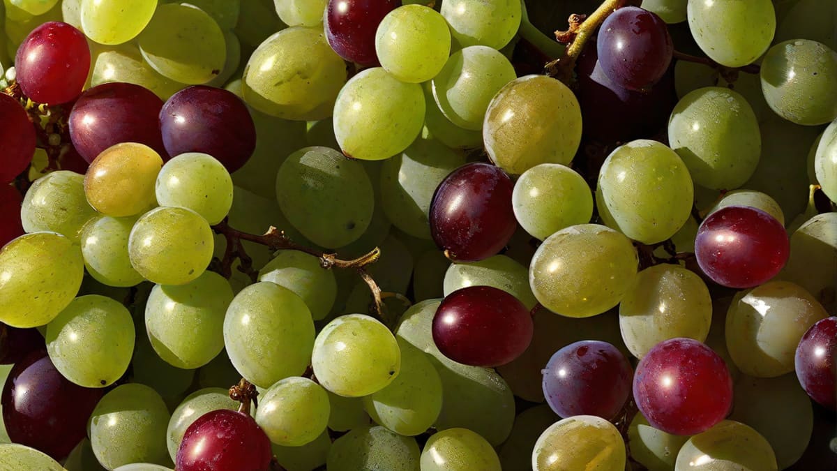 What Grapes Are Used To Make Champagne