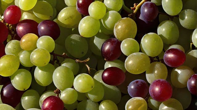 What Grapes Are Used To Make Champagne