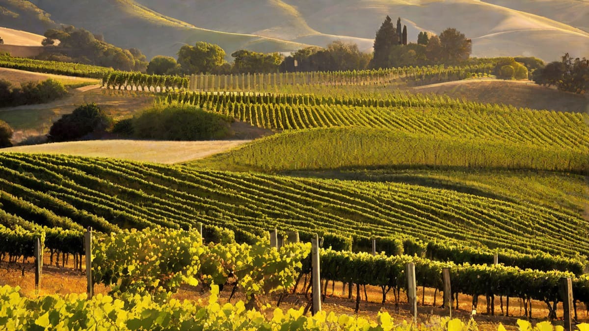 Where Is Wine Country In California