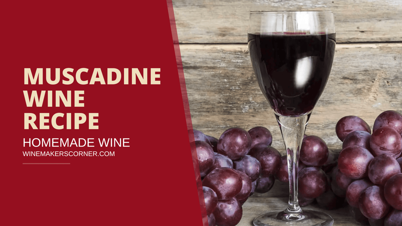 muscadine wine recipe