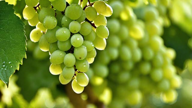 How Long Is Sauvignon Blanc Good For