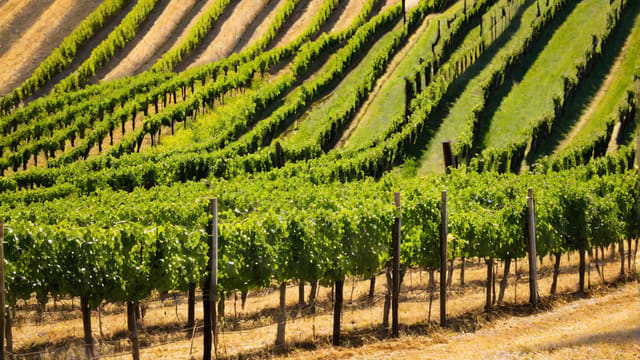 What Is Sauvignon Blanc