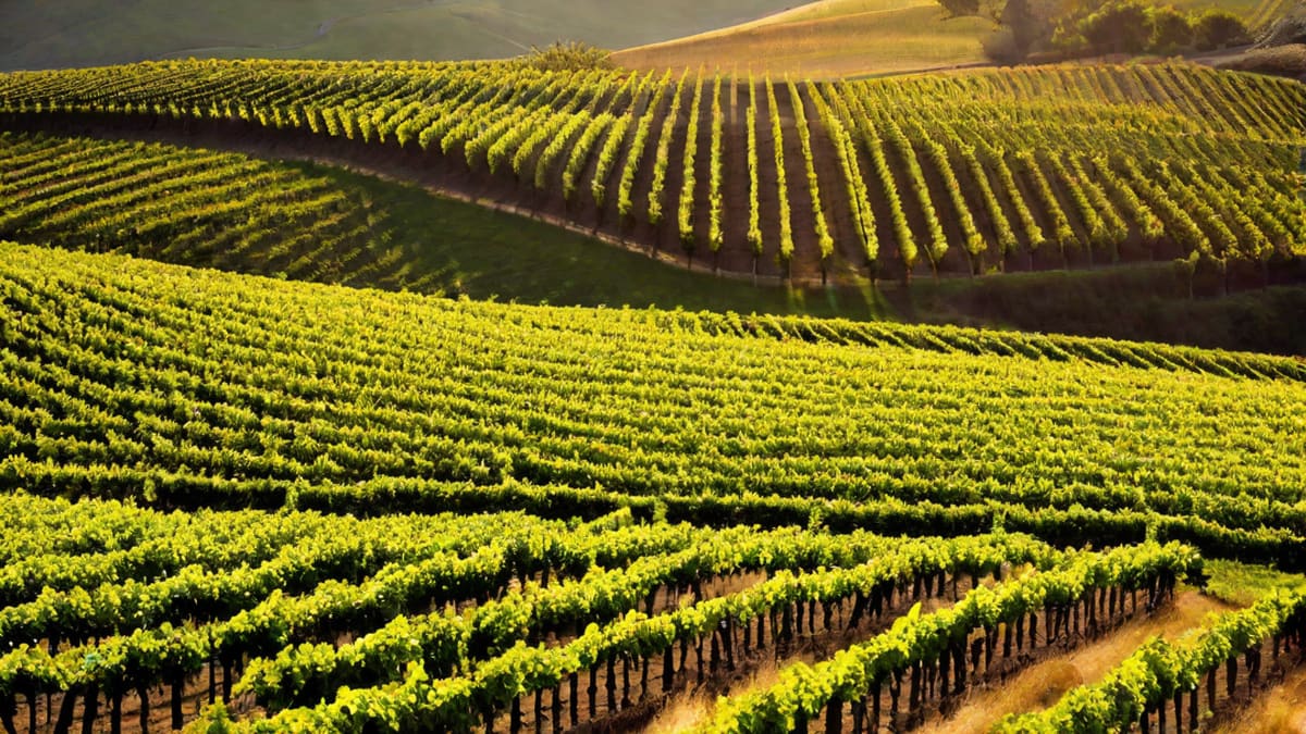 Who Makes Stella Rosa Wine