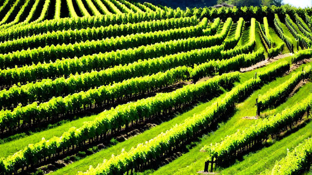 Where To Buy Wine Grapes