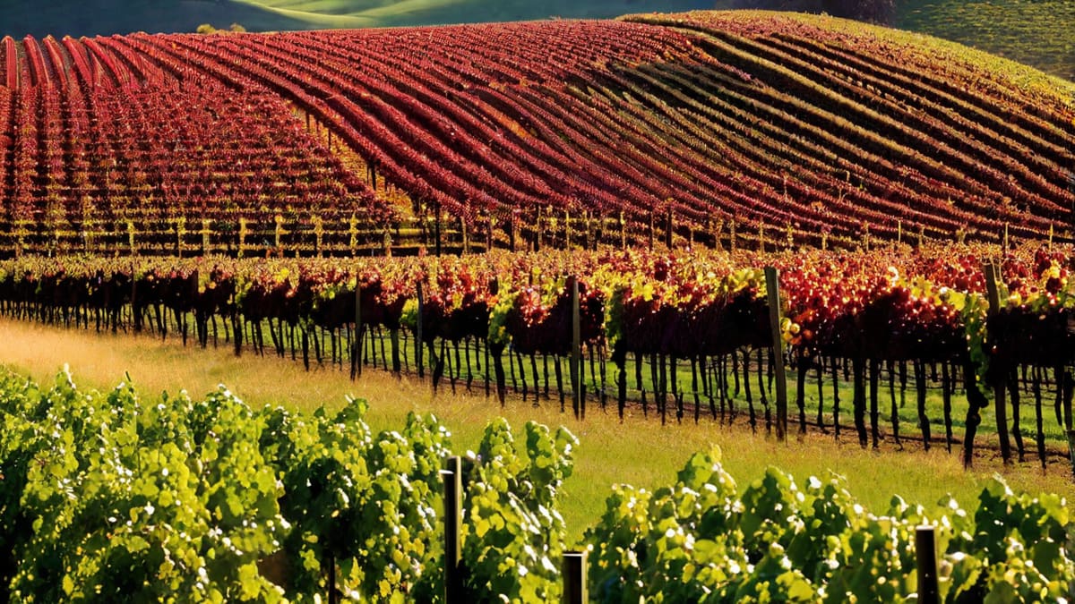 Is Pinot Noir A Dry Wine