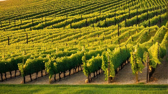 Is Moscato Wine