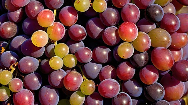 What Do Wine Grapes Taste Like