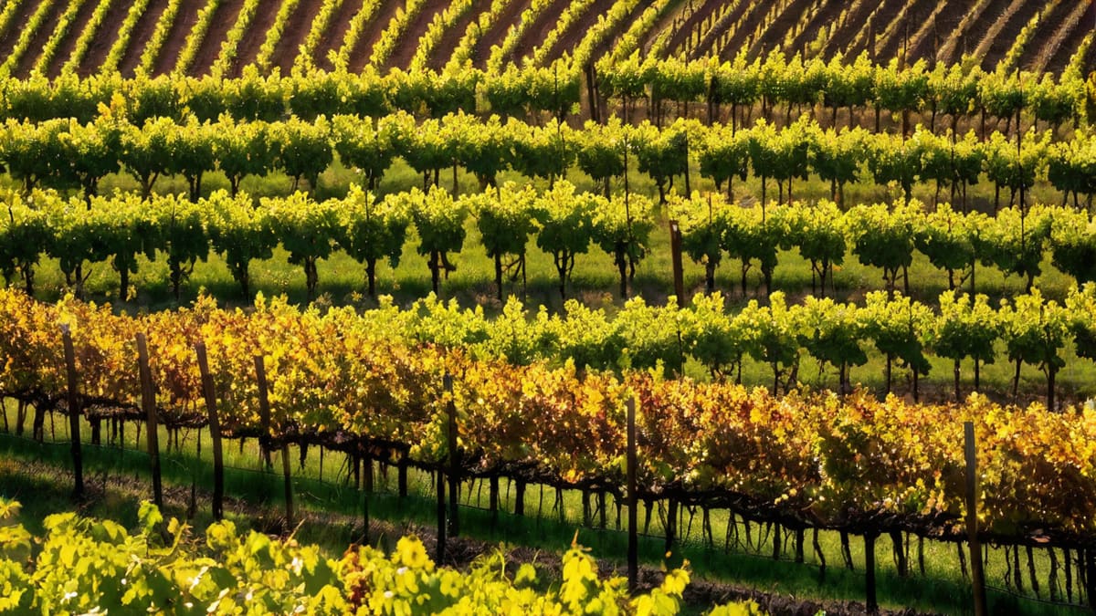 How Are Wine Grapes Harvested